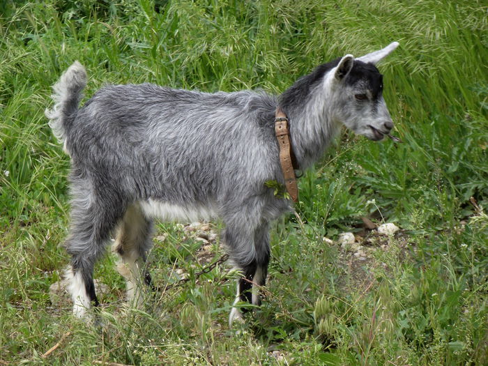 DSCF2931 afrodita la pascut prima zi in lant