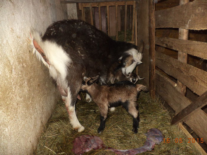 Micute dar frumoase - STELUTA si iezisorii ei