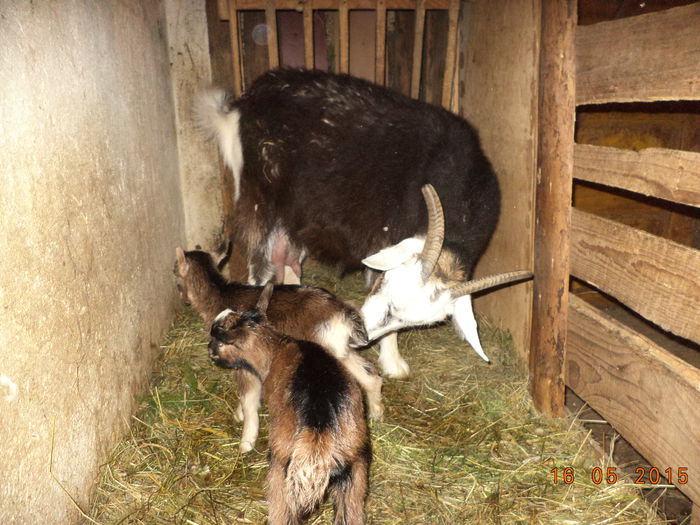 Iedutele sant linse cu grija