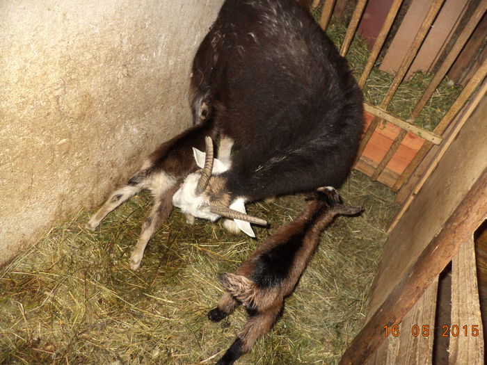 Iedutele mititele la supt-6