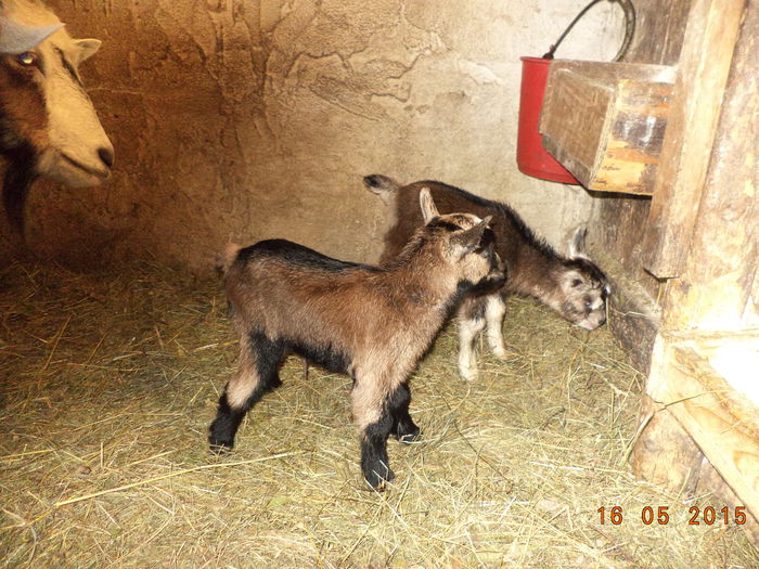 Iedutele metis cu Carpatina