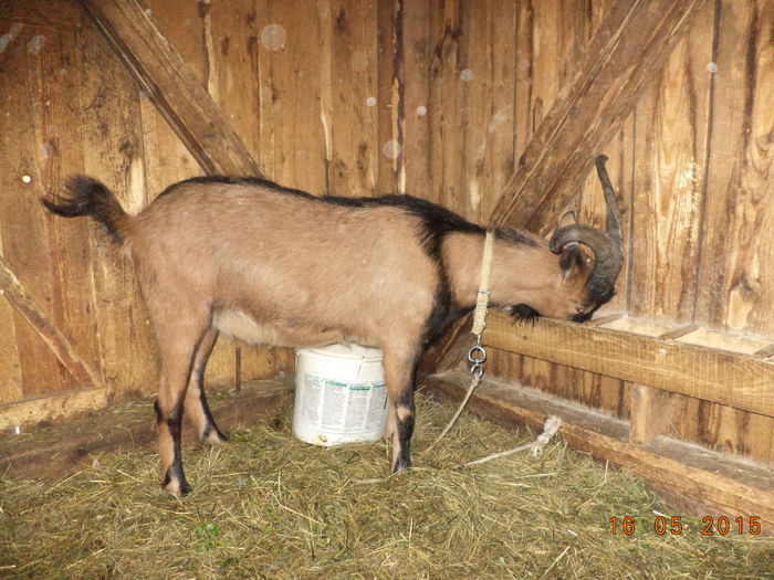 Cezar la graunte - STELUTA si iezisorii ei