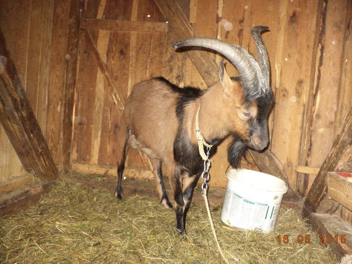 Cezar din nou tata,,,