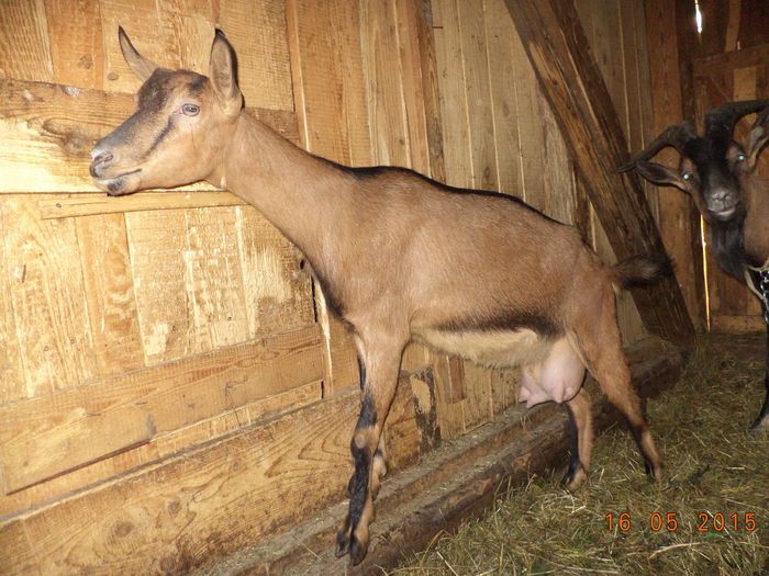 Caprioara cu trei sfarcuri