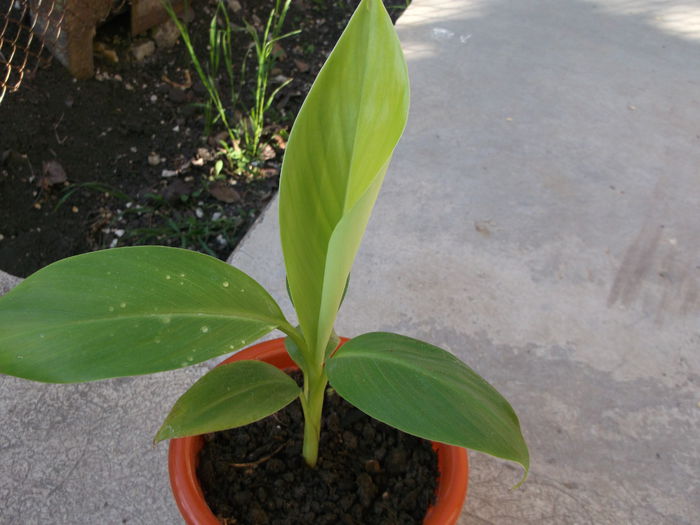 Ce de repede a crescut frunza - Bananieri Din Seminte Musa helen s hybrid