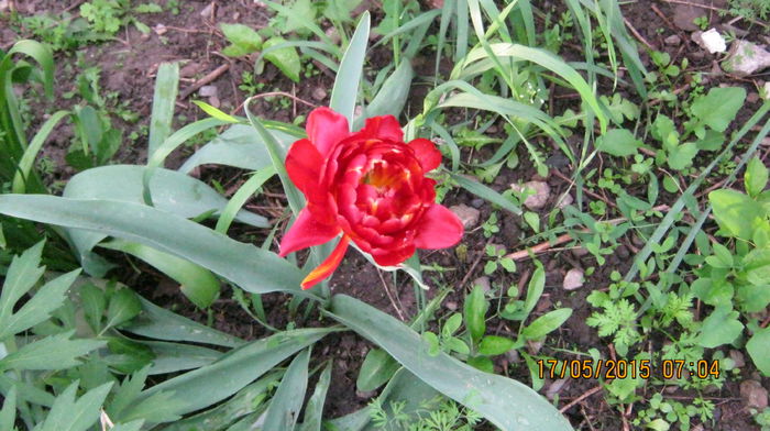 IMG_9003 - mai-luna florilor