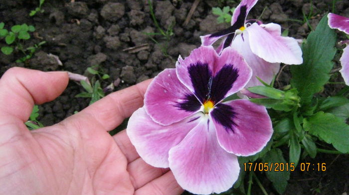 IMG_9048 - mai-luna florilor