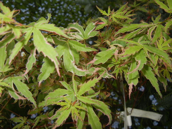 Acer palmatum Butterfly (2015, Apr.30) - Acer palmatum Butterfly