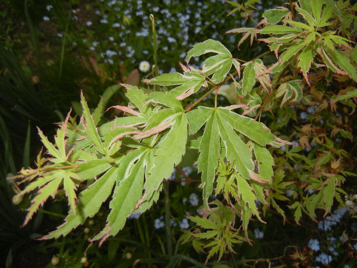 Acer palmatum Butterfly (2015, Apr.30)