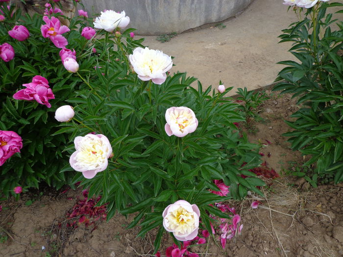 DSC07671