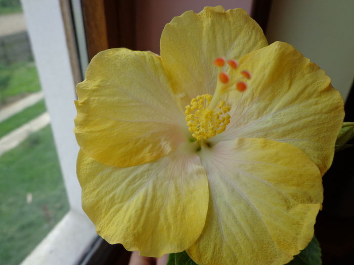 DSC07593 - HIBISCUS  2015