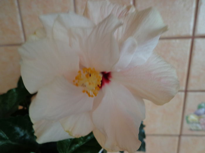 DSC07588 - HIBISCUS  2015