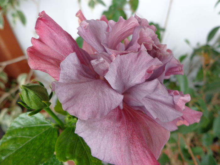 DSC07585 - HIBISCUS BLUE BABY