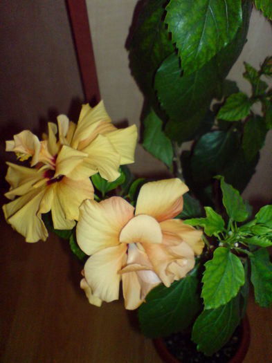 DSC00158 - Hibiscus 2015-2022