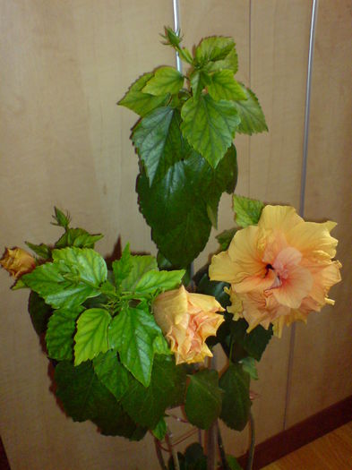 DSC00199 - Hibiscus 2015-2022