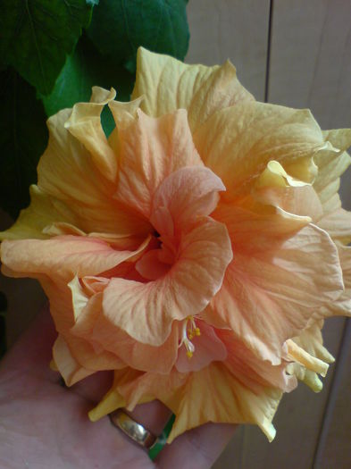 DSC00198Classic apricot - Hibiscus 2015-2022