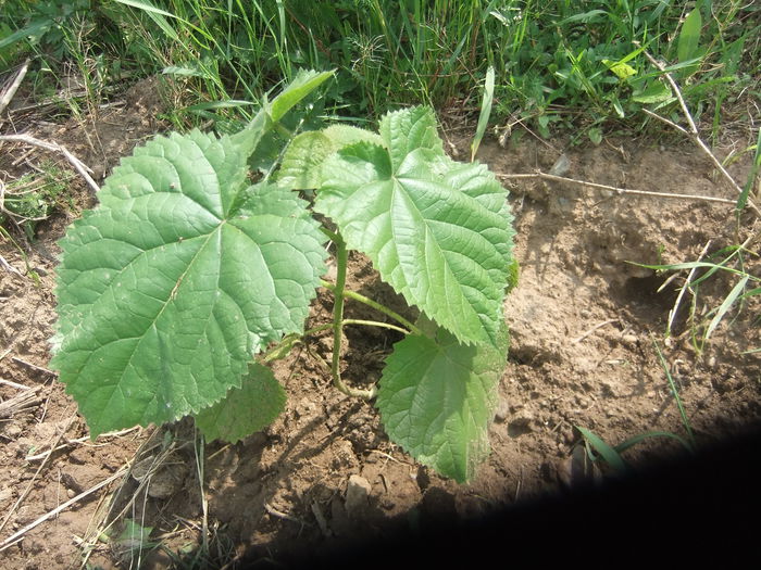 DSCF9411 - PAULOWNIA