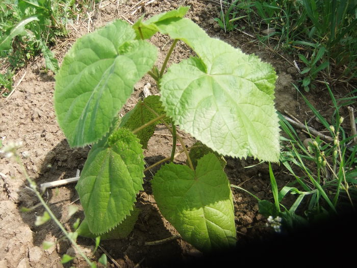 DSCF9410 - PAULOWNIA