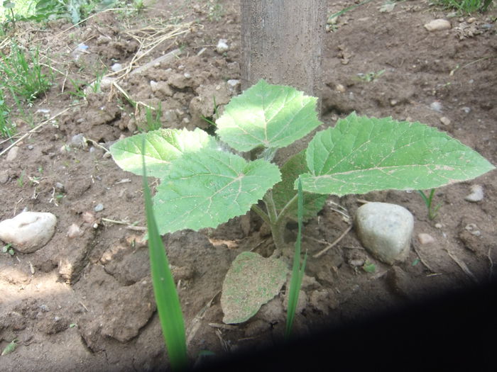 DSCF9409 - PAULOWNIA