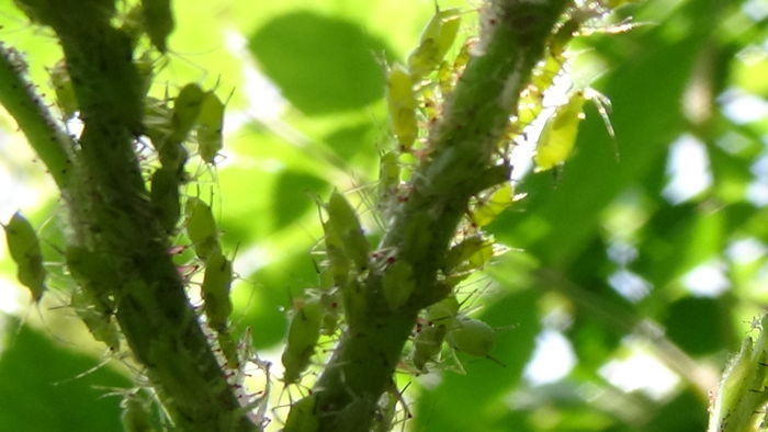 Ce verde este vara mea! (11)