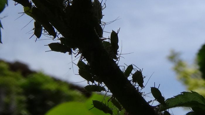 DSC00333 - MACRO