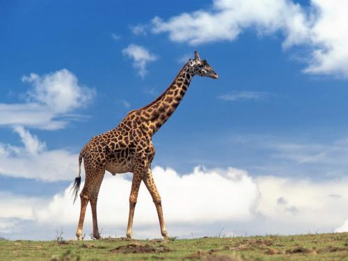 Imagini Animale Desktop Wallpaper cu Girafe - animale