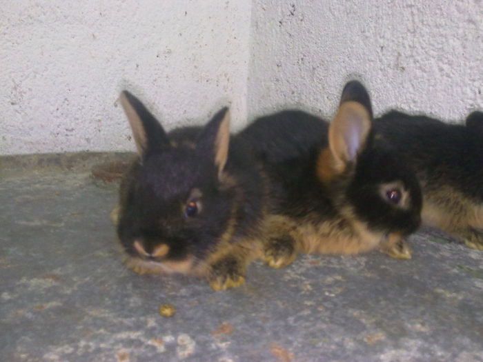  - A-IEPURI TINERET LOH NEGRU