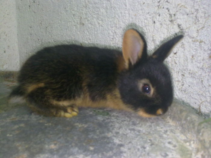  - A-IEPURI TINERET LOH NEGRU