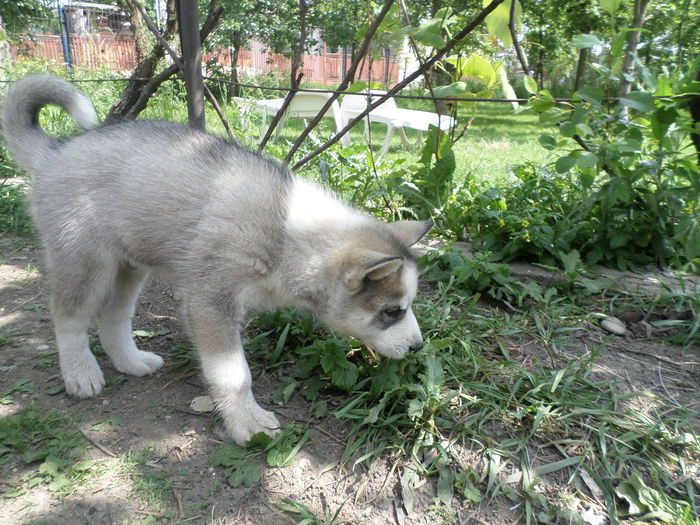 SAM_3204 - A-7-Catei husky de vanzare