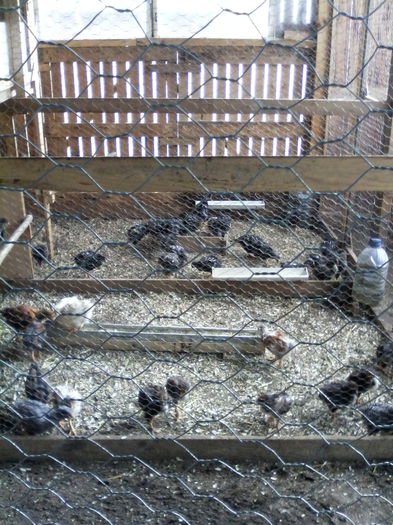 IMG_20150517_092613 - ADAPOST PASARI