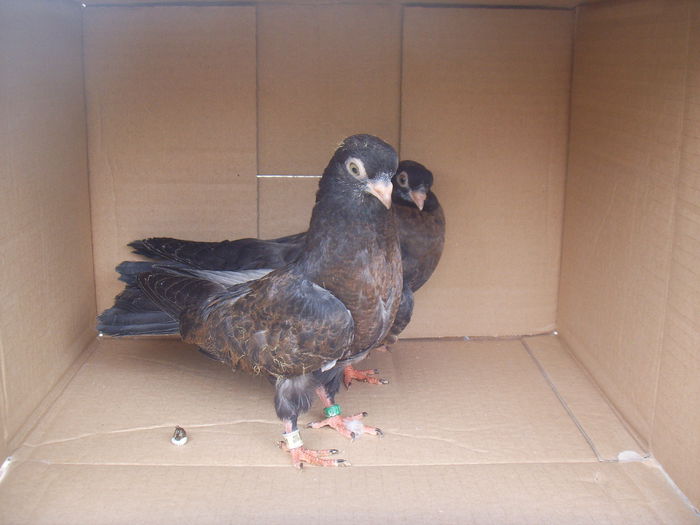 SSL16824 - Orbeteni canepii si nu numai