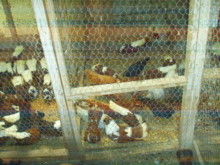 SSL16854 - Orbeteni canepii si nu numai