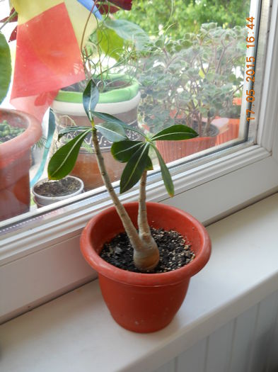 adenium - SPLENDORILE VERII 2015