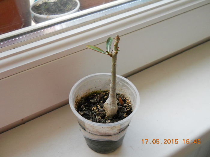 un adenium piticut - SPLENDORILE VERII 2015