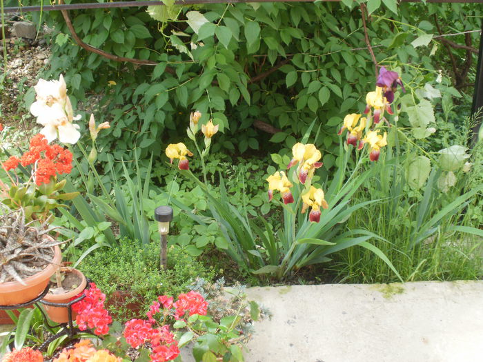 P2180516 - Iris
