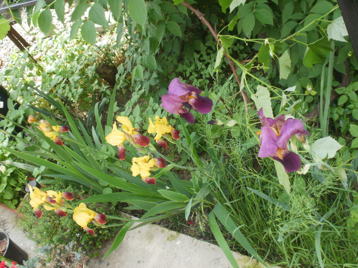P2180515 - Iris