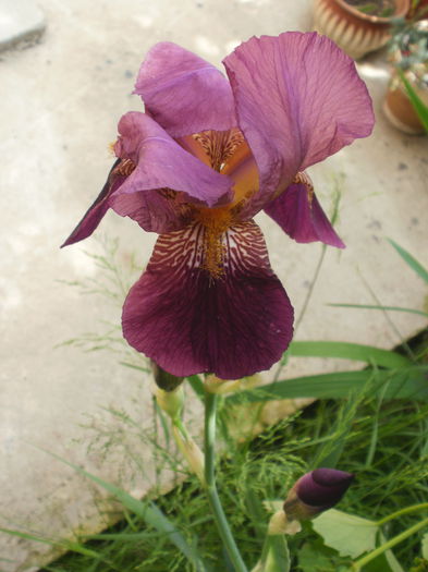 P2180489 - Iris