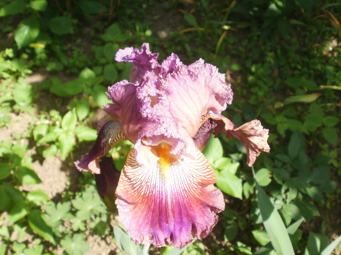 P2180481 - Iris