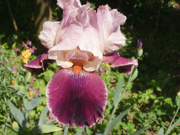  - Iris