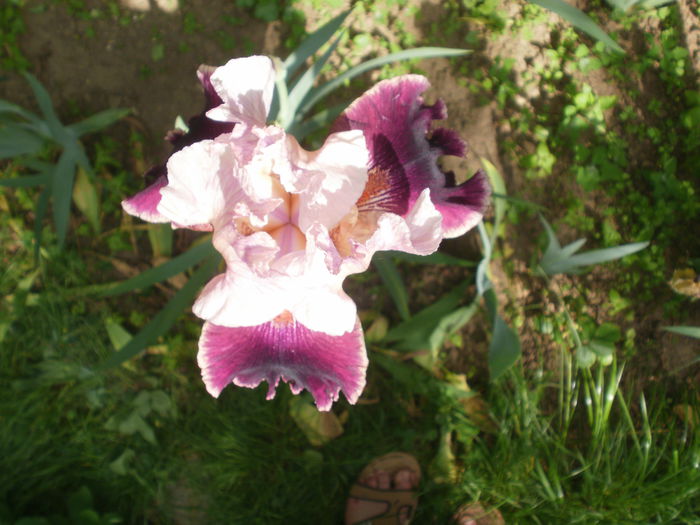  - Iris