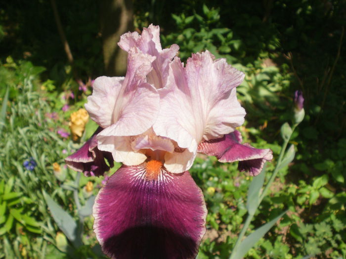  - Iris