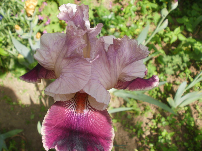  - Iris