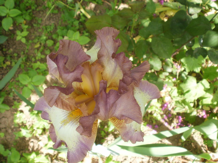 P2180475 - Iris