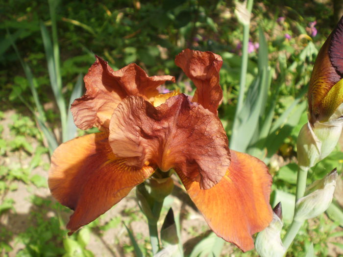  - Iris