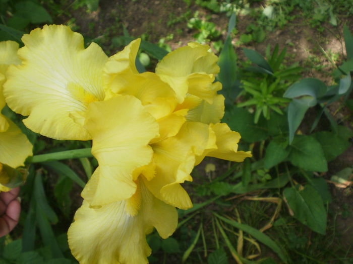 galben intens - Iris