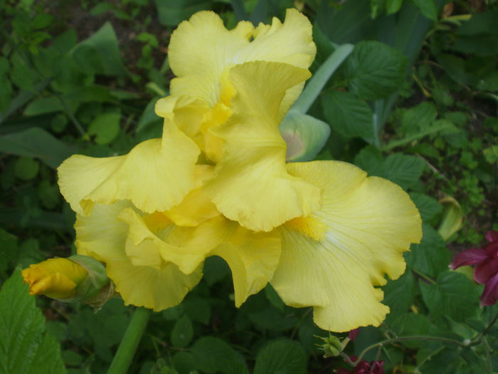  - Iris