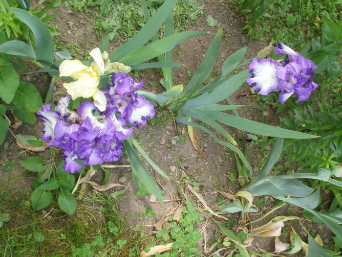 P2180468 - Iris