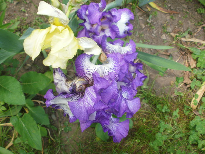 P2180467 - Iris