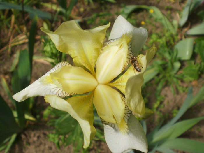 `Lime` - Iris
