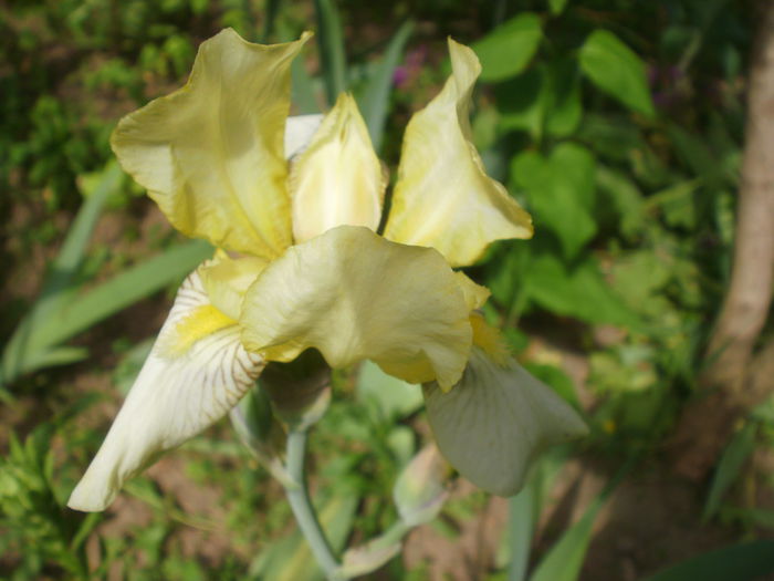 `Lime` - Iris